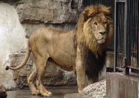 非洲狮