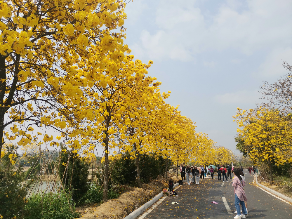 花都竹洞村黄花风铃木春季.jpg