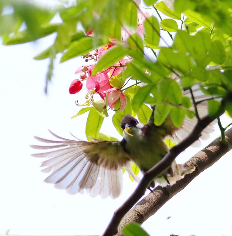 【10月第4周】珠江公园鸟与粉花山扁豆556.jpg