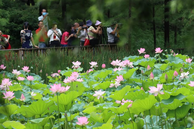 水生植物区荷花2022.jpg