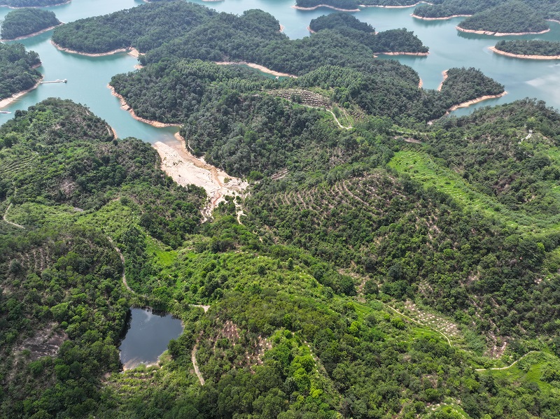 1.九龙湖森林公园林分改造.JPG