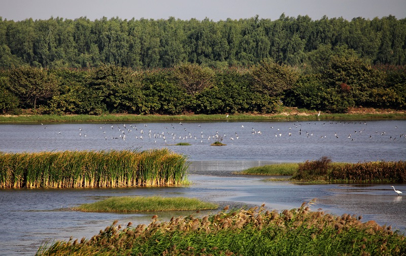 1.南沙湿地水鸟廊道建设.jpg