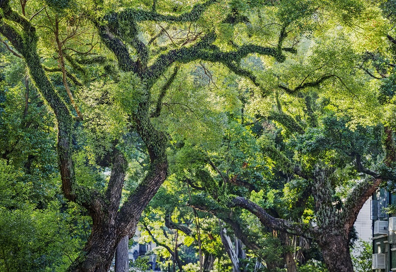 沙面岛古树群——拍摄者：陈汉添（1）.jpg