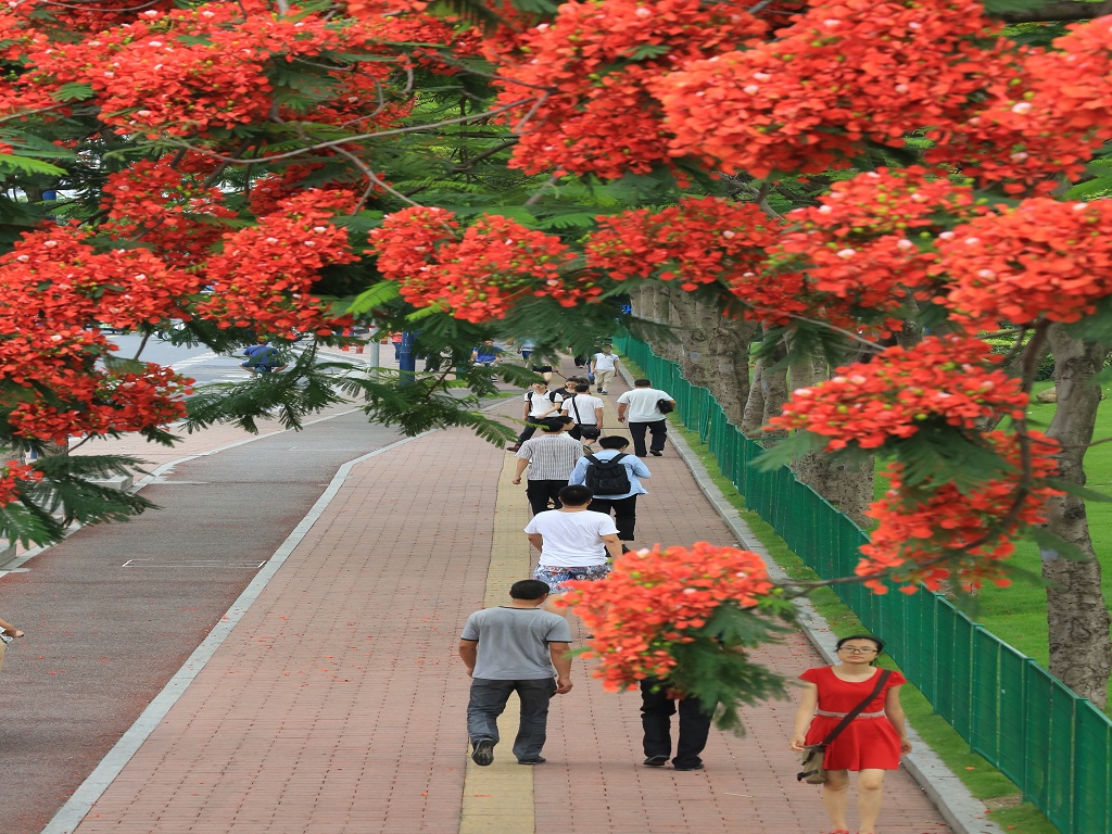 海珠新滘路绿道1