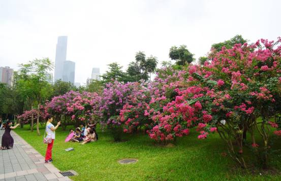珠江公园呈现紫薇园花海